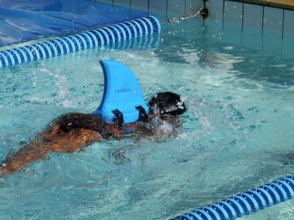 SwimFin